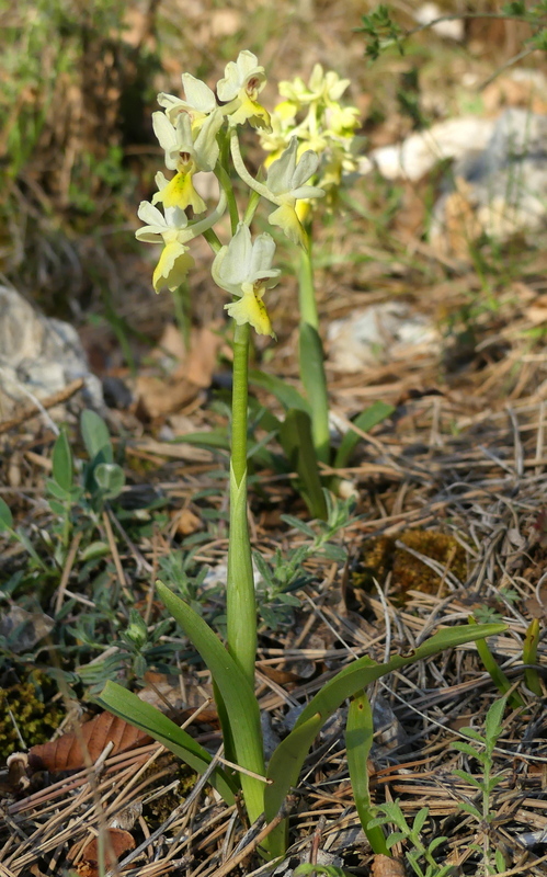 Marsica 2022, Monte Girifalco e Monte Arunzo  Le orchidee e la storia.